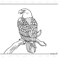 Eagle on Branch Coloring Page
