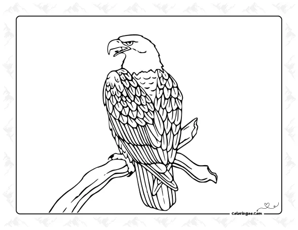 Eagle on Branch Coloring Page 1 Eagle on Branch Coloring Page