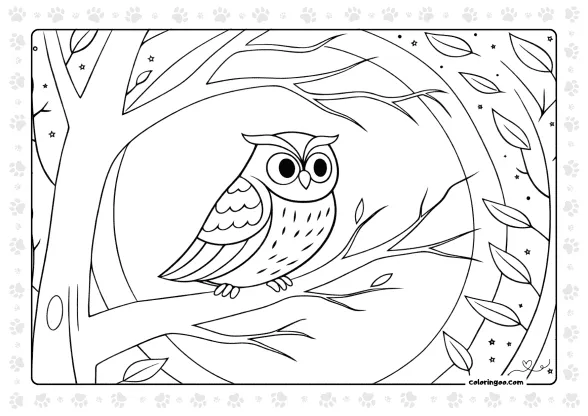 Owl Pdf Coloring Sheet