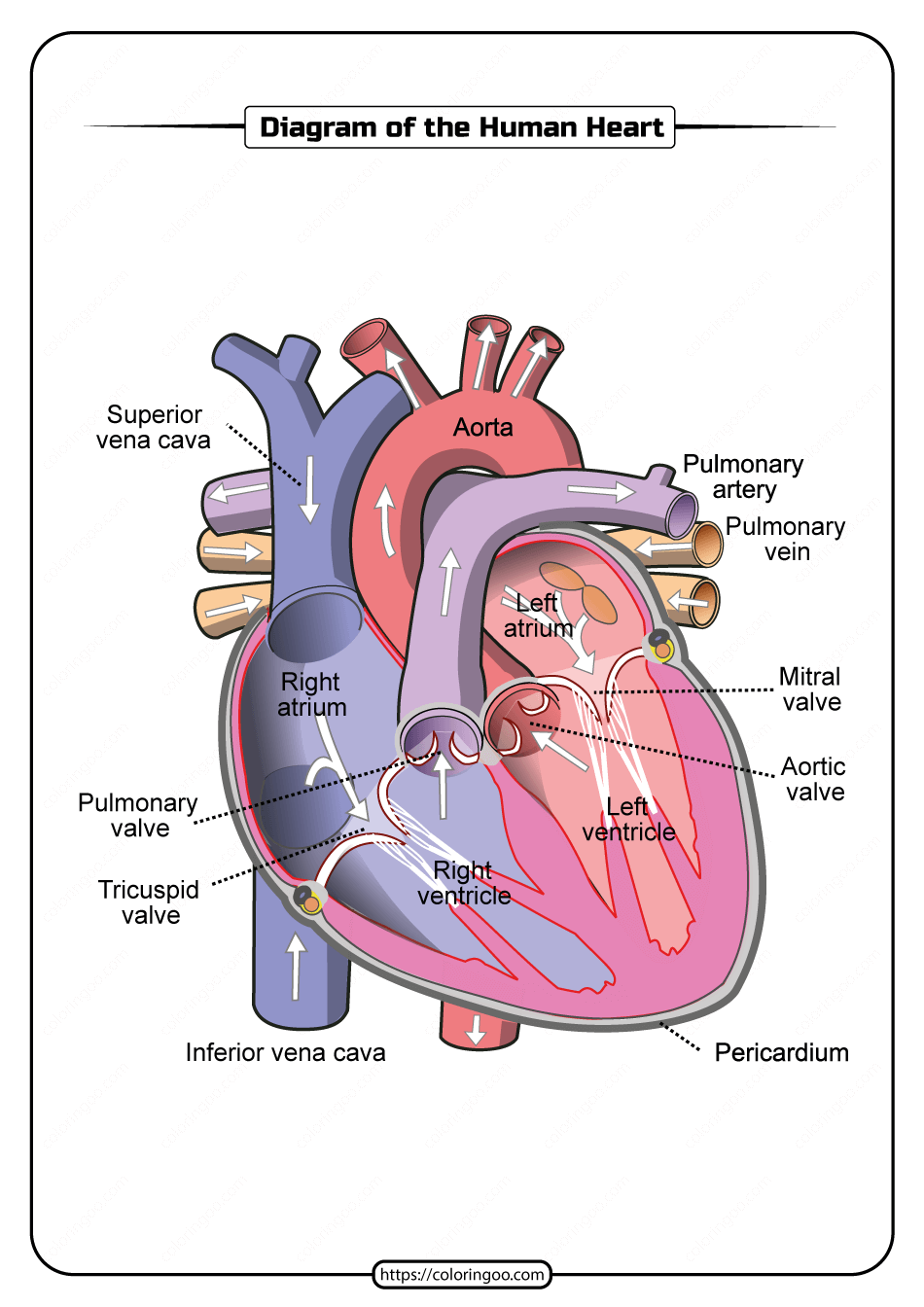 free printable diagram of the human heart