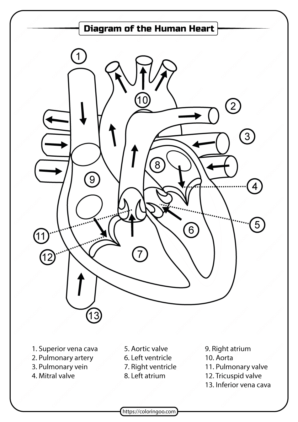 printable diagram of the human heart pdf worksheet 1