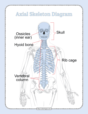 printable axial skeleton diagram pdf worksheet