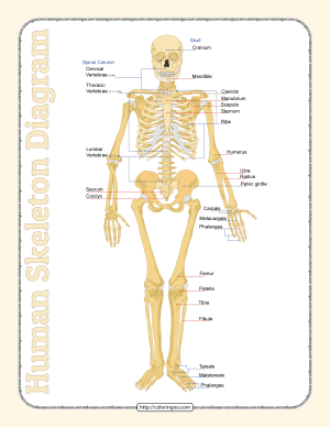 printable human skeleton diagram pdf worksheet